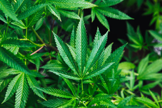 CBD: Hype oder Hope? Was steckt dahinter...