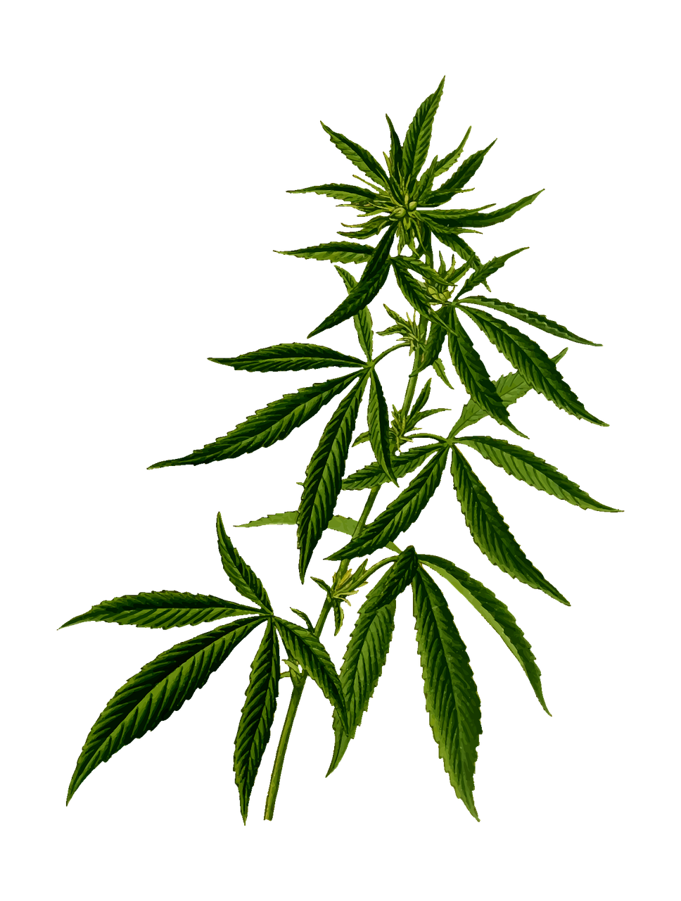 cbd öl online kaufen, cbd öl online bestellen, vollspektrum hanföl cbd kaufen, cbd öl kaufen deutschland, cbd menstruationsbeschwerden, cbd depression angststörung, cbd stress, cbd migräne, cannabidiol, cannabinoide, cannabis sativa, cbd öl hochdosiert