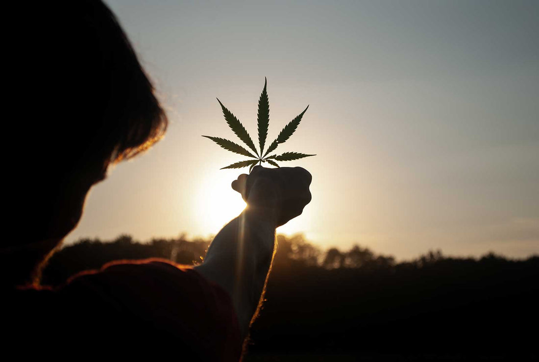 Der Entourage-Effekt - Cannabinoide & Terpene