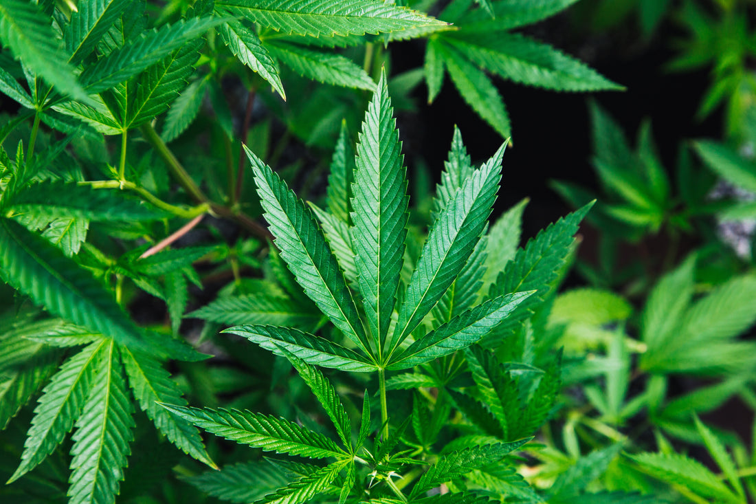 CBD: Hype oder Hope? Was steckt dahinter...