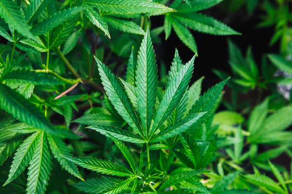 CBD: Hype oder Hope? Was steckt dahinter...